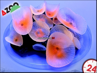 AZOO NEON CORAL Discosoma spp. 