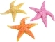AQUA DELLA Real Sea Star 1szt (234-421000) - Ręcznie malowana gwiazda morska, rozgwiazda do akwarium