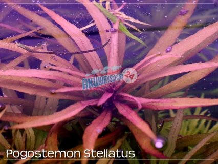 ROŚLINY AKWARIOWE POGOSTEMON STELLATUS 