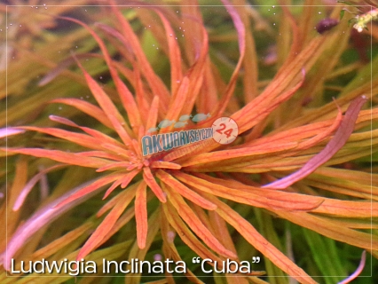 ROŚLINY AKWARIOWE LUDWIGIA INCLINATA var. verticillata 'CUBA'
