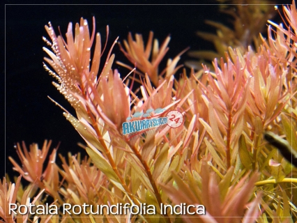 ROŚLINY AKWARIOWE ROTALA ROTUNDIFOLIA INDICA 10 sztuk