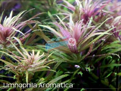 ROŚLINY AKWARIOWE LIMNOPHILA AROMATICA