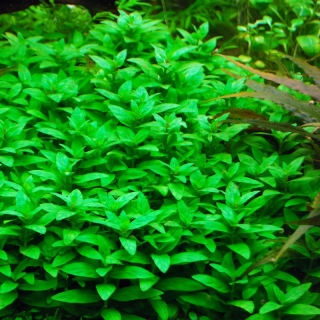 ROŚLINY AKWARIOWE STAUROGYNE REPENS