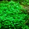 ROŚLINY AKWARIOWE STAUROGYNE REPENS
