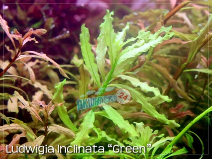 ROŚLINY AKWARIOWE LUDWIGIA INCLINATA 'GREEN'