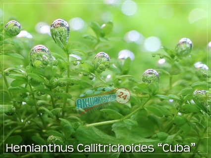 ROŚLINY AKWARIOWE HEMIANTHUS CALLITRICHOIDES 'Cuba'
