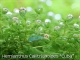 ROŚLINY AKWARIOWE HEMIANTHUS CALLITRICHOIDES 'Cuba'