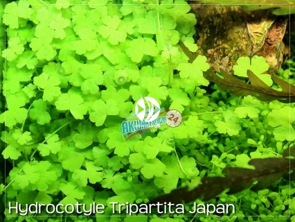 ROŚLINY AKWARIOWE Hydrocotyle Tripartita Japan