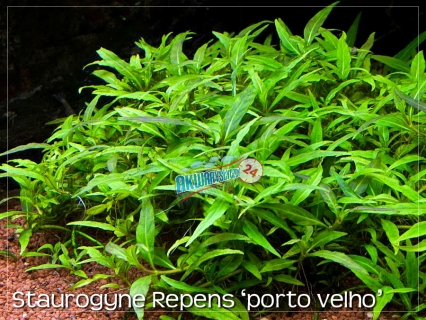 ROŚLINY AKWARIOWE STAUROGYNE REPENS 'Porto Velho' 10 sztuk