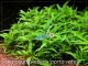ROŚLINY AKWARIOWE STAUROGYNE REPENS 'Porto Velho' 10 sztuk