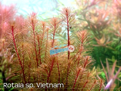 ROŚLINY AKWARIOWE ROTALA VIETNAM