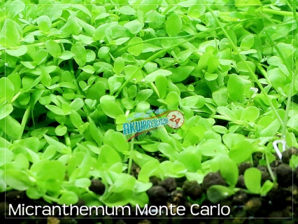 ROŚLINY AKWARIOWE MICRANTHEMUM MONTE CARLO