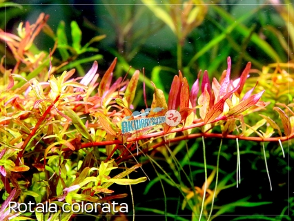 ROŚLINY AKWARIOWE ROTALA COLORATA 10 sztuk