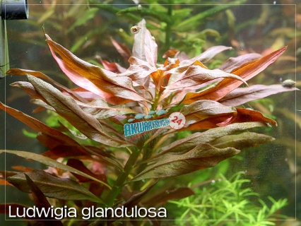 ROŚLINY AKWARIOWE LUDWIGIA GLANDULOSA 2 sztuki