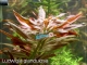 ROŚLINY AKWARIOWE LUDWIGIA GLANDULOSA 2 sztuki