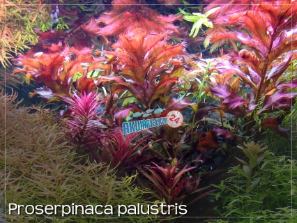 ROŚLINY AKWARIOWE PROSERPINACA PALUSTRIS