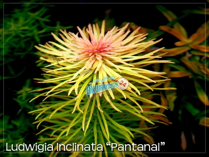 ROŚLINY AKWARIOWE LUDWIGIA INCLINATA var. verticillata 'PANTANAL' 2 sztuki
