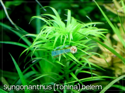 ROŚLINY AKWARIOWE SYNGONANTHUS BELEM 3 sztuki