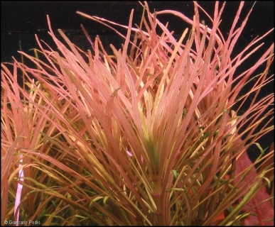 ROŚLINY AKWARIOWE POGOSTEMON STELLATUS 