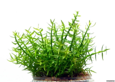 ROŚLINY AKWARIOWE GRATIOLA VISCIDULA