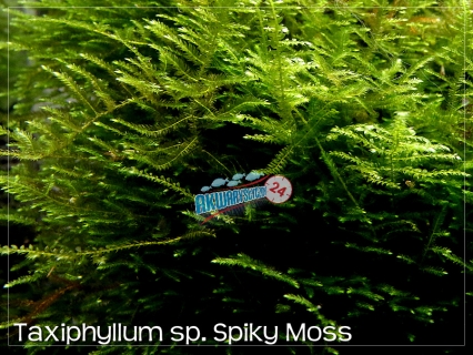 ROŚLINY AKWARIOWE MECH SPIKY MOSS (Taxiphyllum sp.)