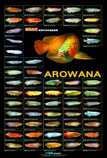 AZOO Plakat akwarystyczny Arowana (AZ90141)