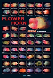 Plakat akwarystyczny FlowerHorn (AZ90142)
