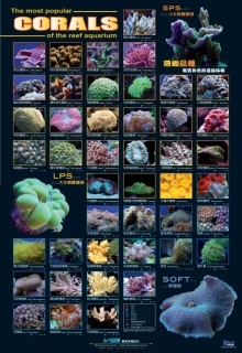 AZOO Plakat akwarystyczny Corals (AZ90151) - Plakat z Koralowcem