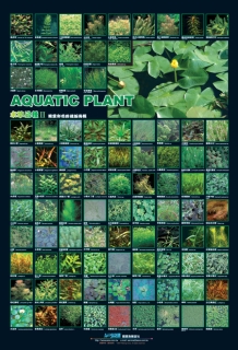 AZOO Plakat akwarystyczny Aquatic Plant (AZ90163) - Rośliny wodne 2