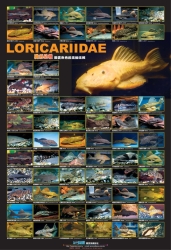 AZOO Plakat akwarystyczny Loricariidae (AZ90164)