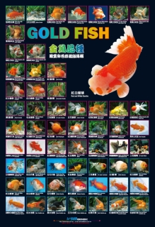 AZOO Plakat akwarystyczny Gold Fish (AZ90176) - Złote rybki