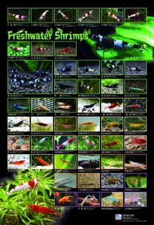 AZOO Plakat akwarystyczny Freshwater Shrimps (AZ90191) - Krewetki