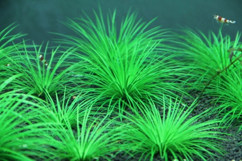 ROŚLINY AKWARIOWE ERIOCAULON SIEBOLDIANUM 'JAPAN'