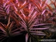 ROŚLINY AKWARIOWE LUDWIGIA ARCUATA Minimum 5 sztuk