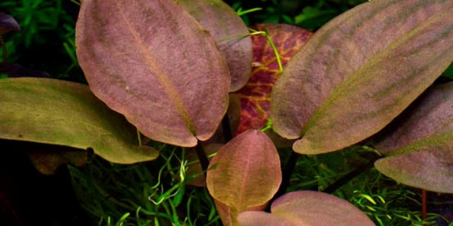 ROŚLINY AKWARIOWE LAGENANDRA MEEBOLDII RED