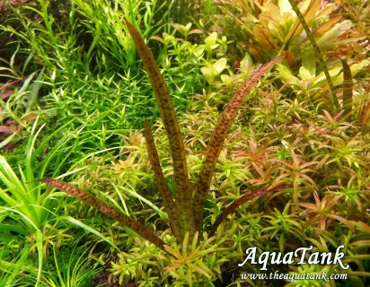 ROŚLINY AKWARIOWE VALLISNERIA SPIRALIS 'LEOPARD' 2 sztuki