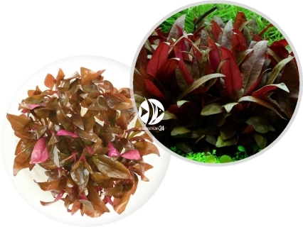IN-VITRO Alternanthera Reineckii Mini - Niska roślina czerwona, na pierwszy, drugi plan