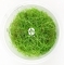 IN-VITRO Eleocharis Pusilla - Trawnik, roślina trawnikowa, zielona, łatwa w uprawie