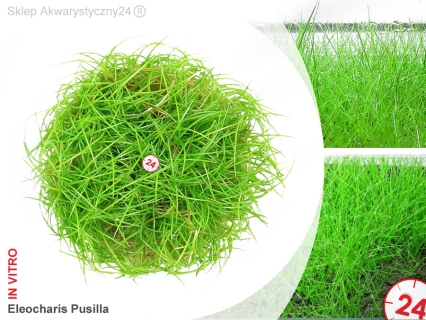 IN-VITRO ELEOCHARIS PUSILLA Kubek 10cm lub 9x6cm - Uprawa In Vitro