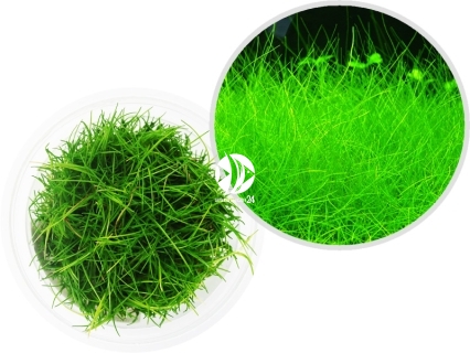 IN-VITRO Eleocharis Parvula - Trawnik, roślina trawnikowa, zielona, łatwa w uprawie