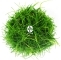 IN-VITRO Eleocharis Parvula - Trawnik, roślina trawnikowa, zielona, łatwa w uprawie