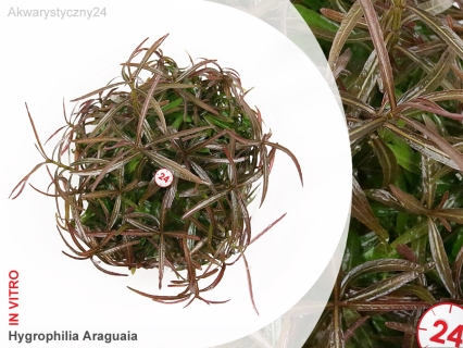 IN-VITRO HYGROPHILA ARAGUAIA Kubek 10cm - Uprawa In Vitro