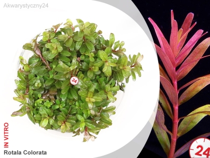 IN-VITRO ROTALA COLORATA Kubek 10cm - Uprawa In Vitro