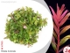 IN-VITRO ROTALA COLORATA Kubek 10cm - Uprawa In Vitro