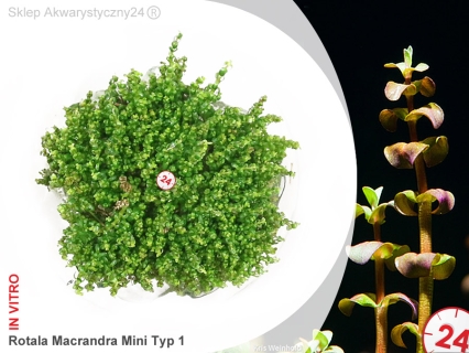 IN-VITRO ROTALA MACRANDRA MINI Type 1 (Pearl) Kubek 10cm - Uprawa In Vitro