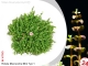 IN-VITRO ROTALA MACRANDRA MINI Type 1 (Pearl) Kubek 10cm - Uprawa In Vitro