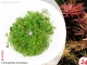 IN-VITRO LIMNOPHILA AROMATICA Kubek 10cm - Uprawa In Vitro