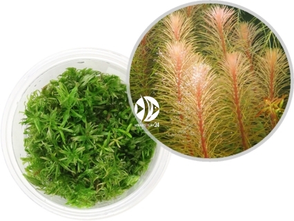 IN-VITRO Rotala Vietnam - Roślina czerwona, brązowa, pierzastolistna, na drugi, trzeci plan