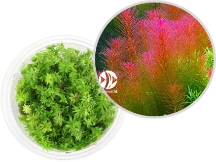 IN-VITRO Rotala Wallichii - Roślina czerwona, pierzastolistna, na trzeci plan