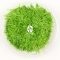 IN-VITRO Utricularia Graminifolia - Trawnik, roślina trawnikowa, zielona